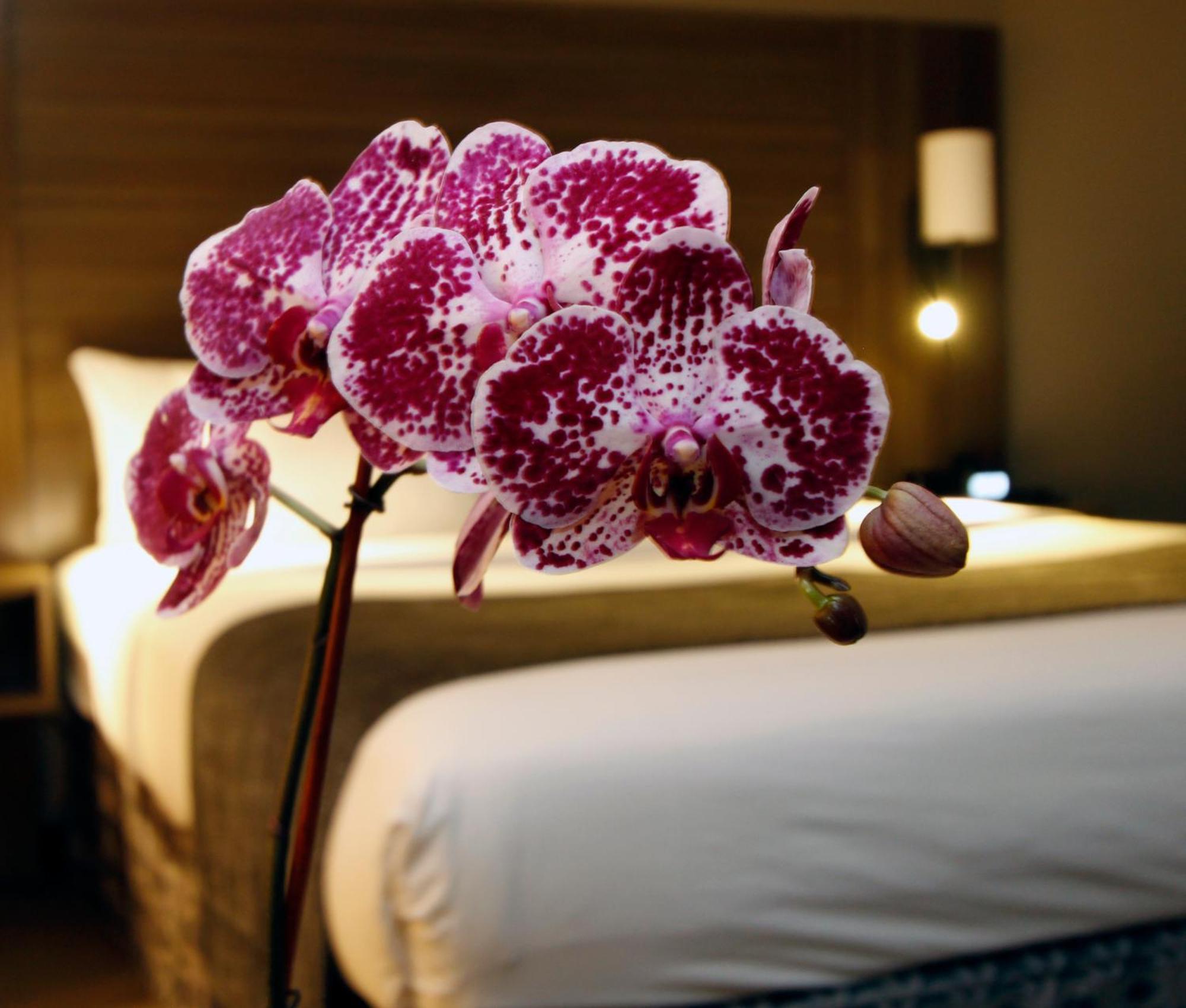Executive Inn & Suites Ώκλαντ Δωμάτιο φωτογραφία